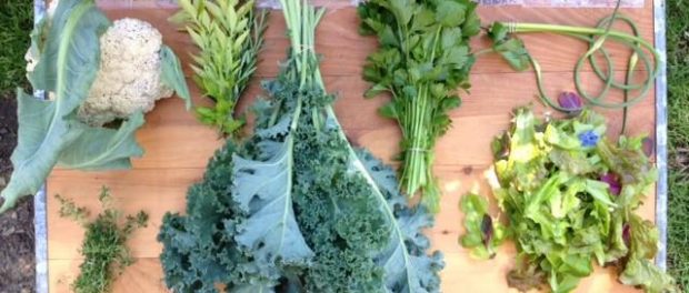 Cauliflower, kale, celery, salad mix, scapes, golden oregano, rosemary, thyme. Garden Dreams Urban Farm & Nursery/ Facebook 