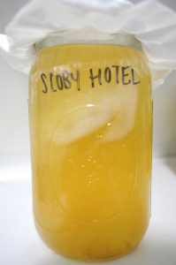 A SCOBY hotel with just two SCOBYs.